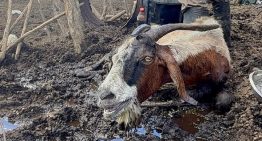 Atrapada en el barro, sobrevivió a una inundación, perdió a sus crías y forjó un vínculo inesperado con quien la ayudó: “Me enamoré de una tucumana”