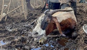 Atrapada en el barro, sobrevivió a una inundación, perdió a sus crías y forjó un vínculo inesperado con quien la ayudó: “Me enamoré de una tucumana”