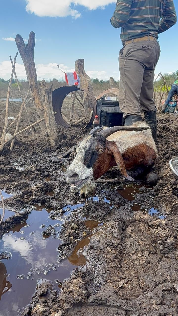 El panorama con el que se encontraron fue desgarrador.
