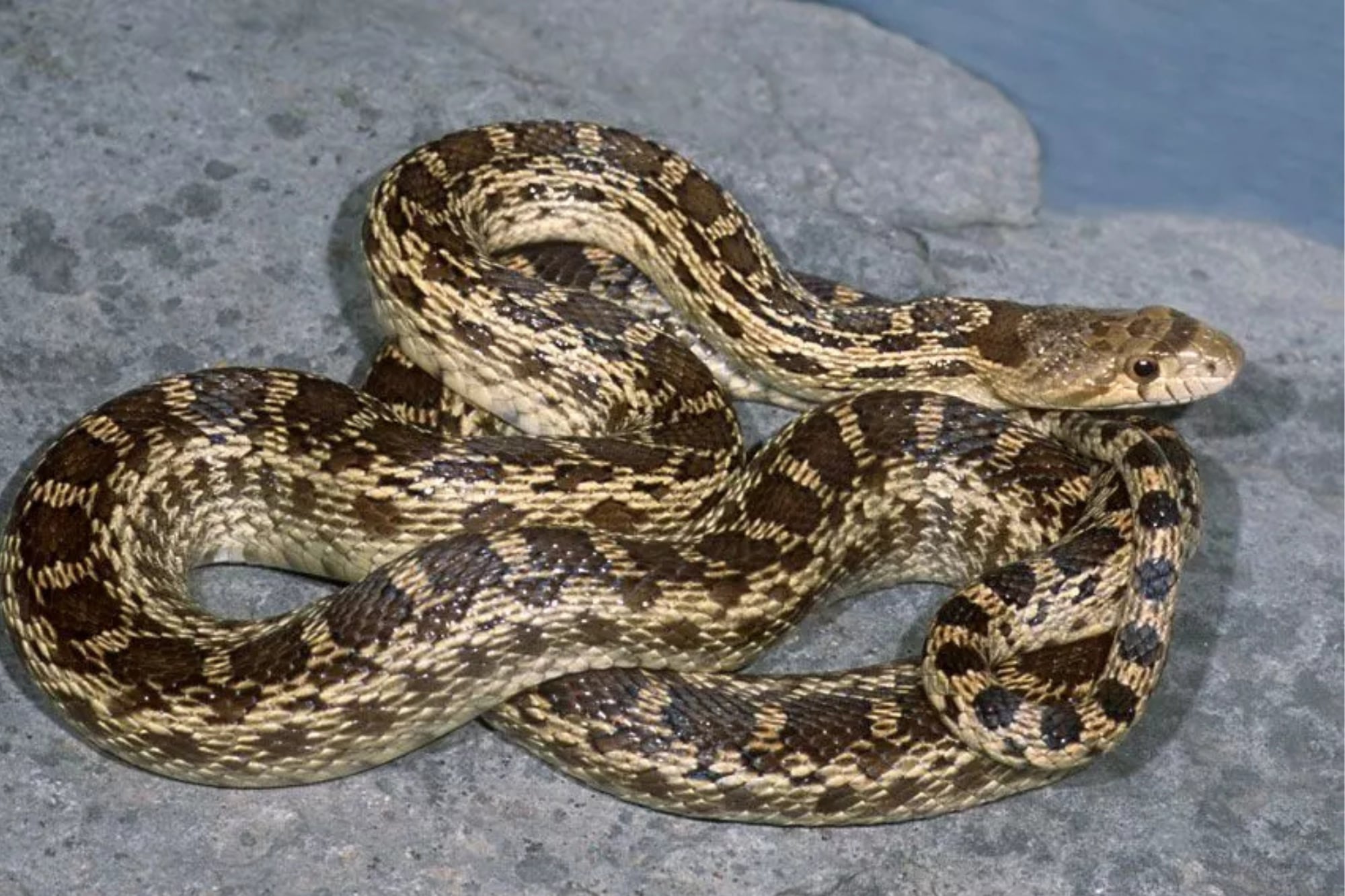 Ante una mordedura, aconsejan mantener la calma y buscar atención médica inmediata