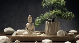 Los expertos en Feng Shui coinciden: dónde colocar un bonsái para atraer equilibrio y abundancia a tu hogar