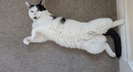 Veterinarios coinciden: los gatos demuestran confianza total con sus humanos con este comportamiento