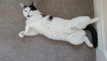 Veterinarios coinciden: los gatos demuestran confianza total con sus humanos con este comportamiento