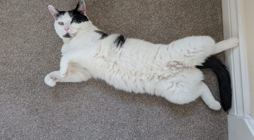 Veterinarios coinciden: los gatos demuestran confianza total con sus humanos con este comportamiento