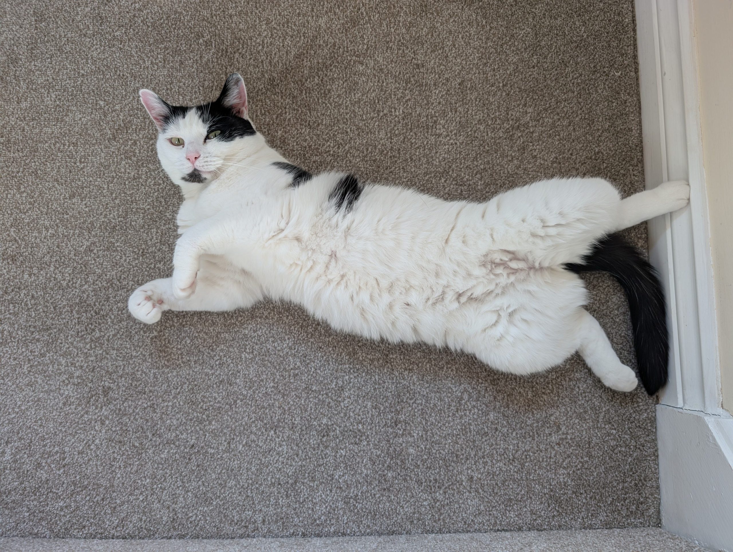 Qué significa que un gato muestre la panza frente a vos. (Foto: Adobe Stock)