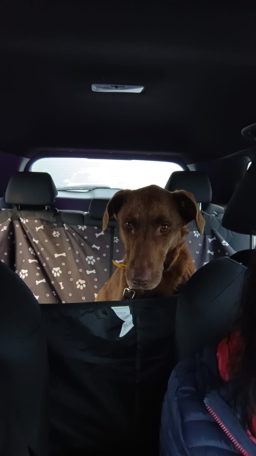 La perra viajaba en auto sin problema.