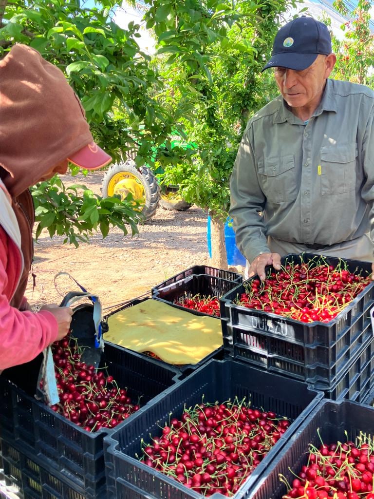 La cereza abre opciones para exportar