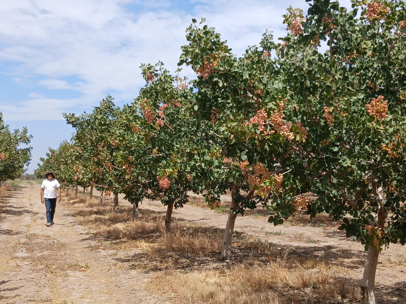 Crece la producción de pistachos en la provincia