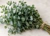 Poner eucalipto en la ducha: para qué sirve y por qué lo recomienda la aromaterapia