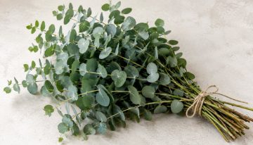 Poner eucalipto en la ducha: para qué sirve y por qué lo recomienda la aromaterapia