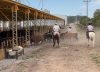 Proyecto ambicioso: un empresario chino desembarcó en un feedlot bonaerense y apunta a engordar 100.000 cabezas de ganado por año