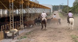 Proyecto ambicioso: un empresario chino desembarcó en un feedlot bonaerense y apunta a engordar 100.000 cabezas de ganado por año