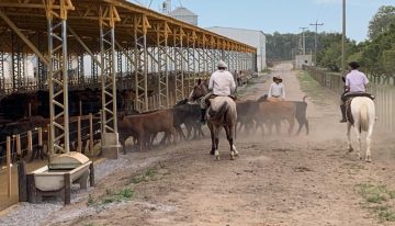 Proyecto ambicioso: un empresario chino desembarcó en un feedlot bonaerense y apunta a engordar 100.000 cabezas de ganado por año