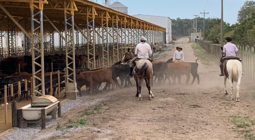 Proyecto ambicioso: un empresario chino desembarcó en un feedlot bonaerense y apunta a engordar 100.000 cabezas de ganado por año