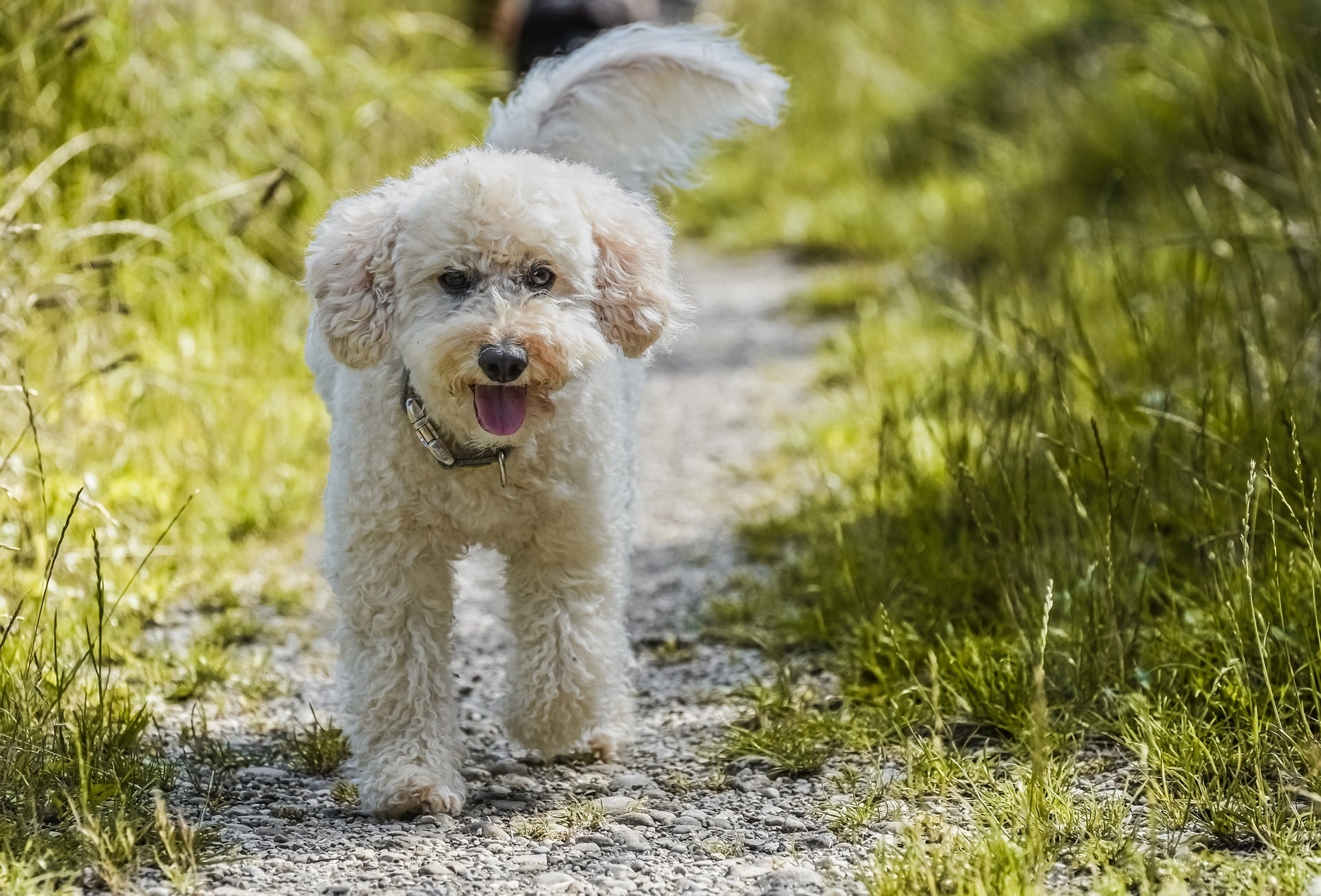 El Caniche fue elegido en el segundo puesto de las razas de perros más inteligentes