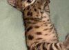 El cachorro de puma rescatado en el Parque Nahuel Huapi evoluciona bien, pero su liberación sigue en duda