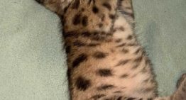 El cachorro de puma rescatado en el Parque Nahuel Huapi evoluciona bien, pero su liberación sigue en duda