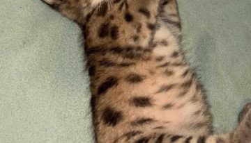 El cachorro de puma rescatado en el Parque Nahuel Huapi evoluciona bien, pero su liberación sigue en duda