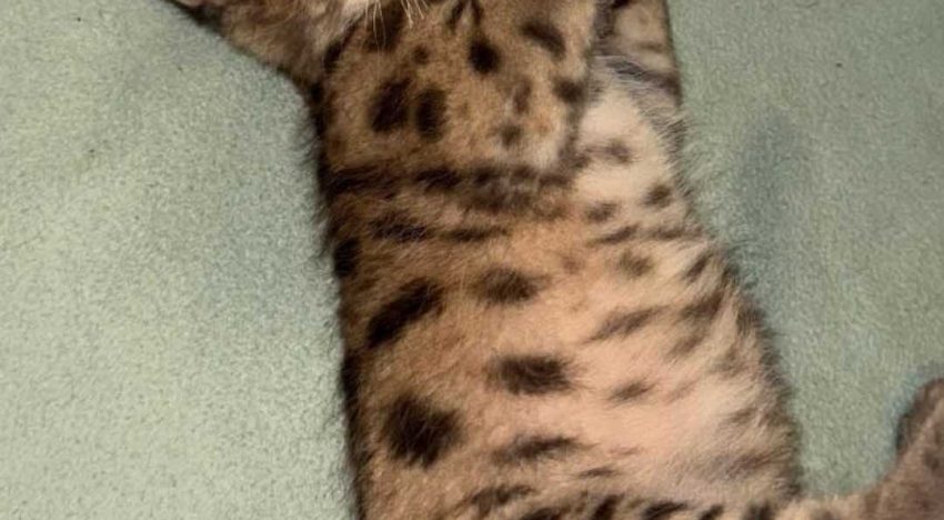 El cachorro de puma rescatado en el Parque Nahuel Huapi evoluciona bien, pero su liberación sigue en duda