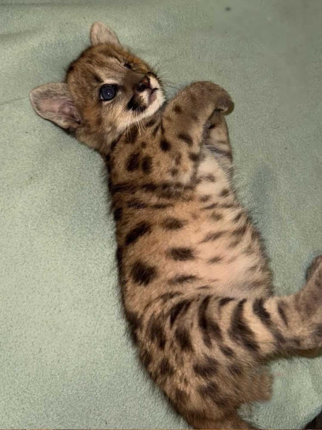 El puma rescatado en el Parque Nahuel Huapi evoluciona bien, pero especialistas aún no definen su liberación. (Foto: gentileza Diario Jornada).