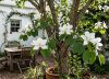 El árbol pequeño que atrae colibríes, da flores y es fácil de cuidar en patios chicos