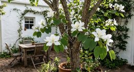 El árbol pequeño que atrae colibríes, da flores y es fácil de cuidar en patios chicos