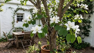 El árbol pequeño que atrae colibríes, da flores y es fácil de cuidar en patios chicos