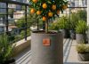 La maceta de plástico pasó de moda: la alternativa más elegante y saludable para tus plantas