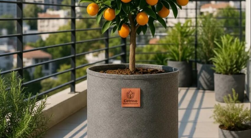 La maceta de plástico pasó de moda: la alternativa más elegante y saludable para tus plantas