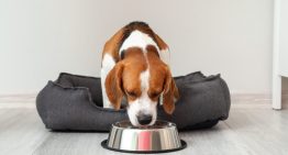 Ni esponja ni detergente: cómo hay que limpiar el bebedero de tu perro para evitar la formación de bacterias