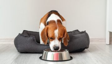 Ni esponja ni detergente: cómo hay que limpiar el bebedero de tu perro para evitar la formación de bacterias