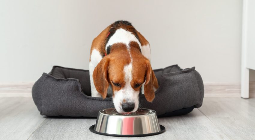 Ni esponja ni detergente: cómo hay que limpiar el bebedero de tu perro para evitar la formación de bacterias