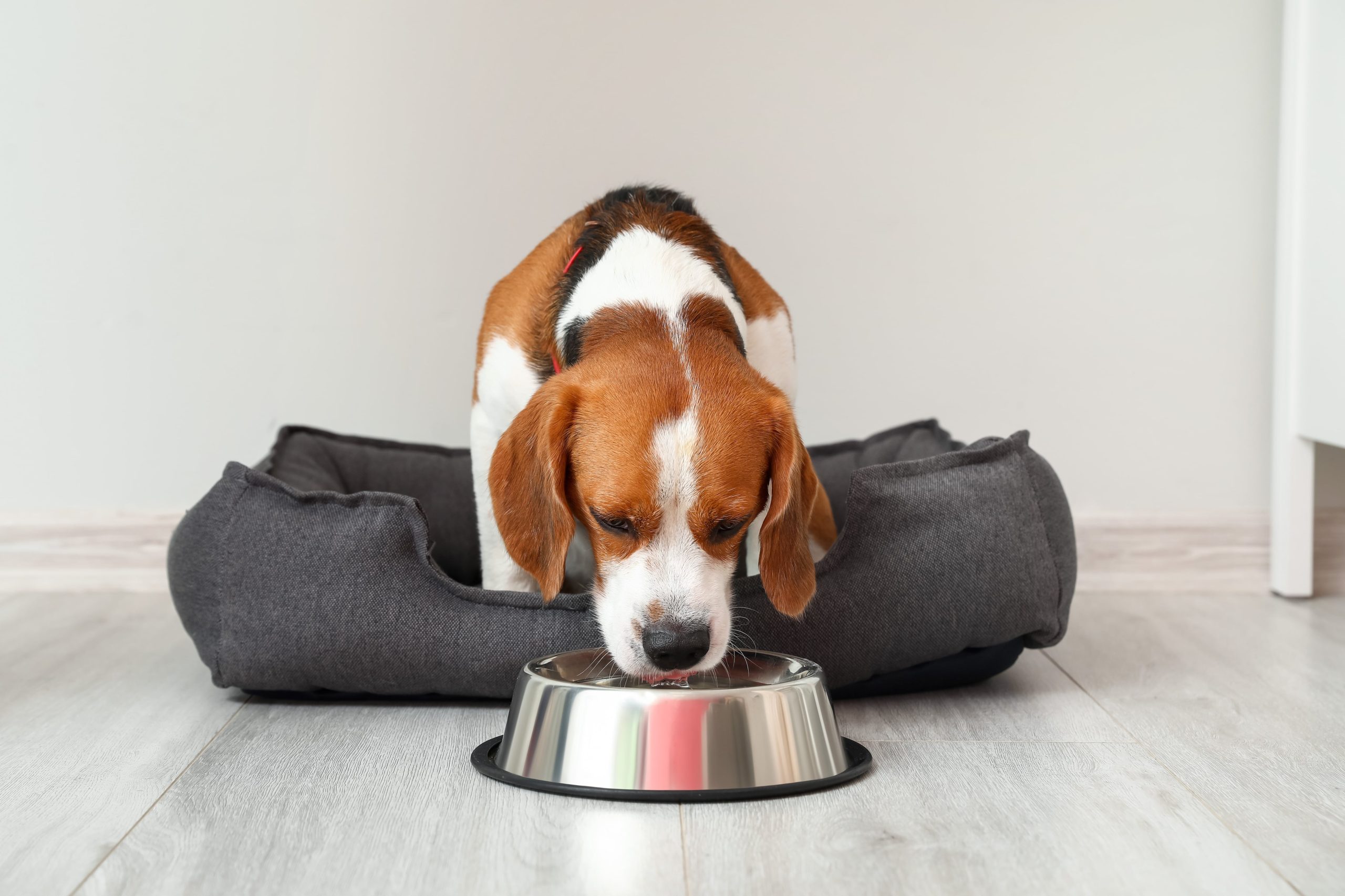De esta manera tu perro tomará agua sin bacterias (Foto: Adobe Stock).