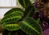 Tres plantas ideales para departamento y el truco para que no mueran