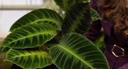 Tres plantas ideales para departamento y el truco para que no mueran