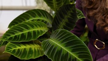 Tres plantas ideales para departamento y el truco para que no mueran