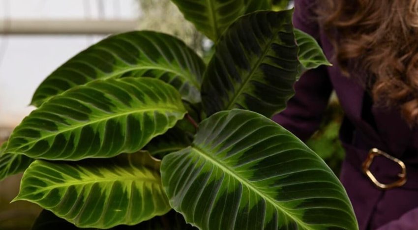 Tres plantas ideales para departamento y el truco para que no mueran