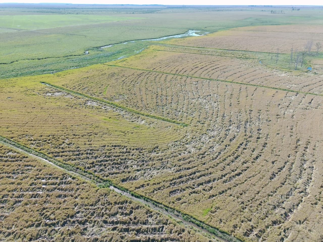 Daños en arroz  por jabalíes