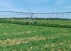 “Métanse en la cereza, el pistacho, tengan vacas”: en una provincia los productores dejan el vino y cambian de rubro