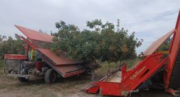 “Métanse en la cereza, el pistacho, tengan vacas”: el impactante giro en una provincia históricamente ligada al vino