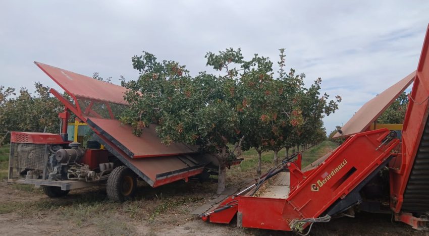 “Métanse en la cereza, el pistacho, tengan vacas”: el impactante giro en una provincia históricamente ligada al vino