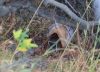 Investigación: un laboratorio en pleno bosque, 200 trampas y la pista del caso índice del brote de hantavirus