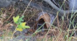 Investigación: un laboratorio en pleno bosque, 200 trampas y la pista del caso índice del brote de hantavirus