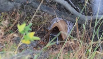 Investigación: un laboratorio en pleno bosque, 200 trampas y la pista del caso índice del brote de hantavirus