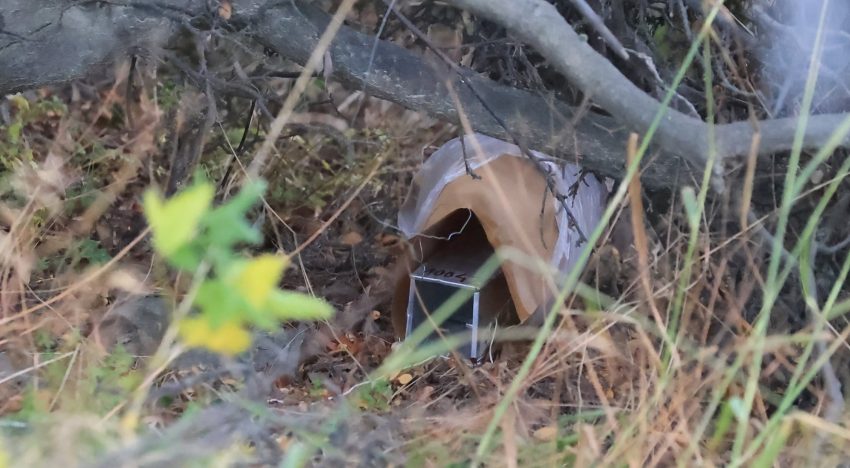 Investigación: un laboratorio en pleno bosque, 200 trampas y la pista del caso índice del brote de hantavirus