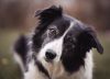 Nuevo estudio revela cuáles son las razas de perro más inteligentes