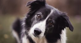 Nuevo estudio revela cuáles son las razas de perro más inteligentes