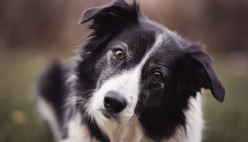 Nuevo estudio revela cuáles son las razas de perro más inteligentes
