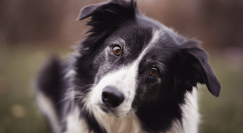 Nuevo estudio revela cuáles son las razas de perro más inteligentes