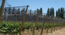 Buscan acelerar proyectos rurales con ventajas impositivas para pymes y economías regionales